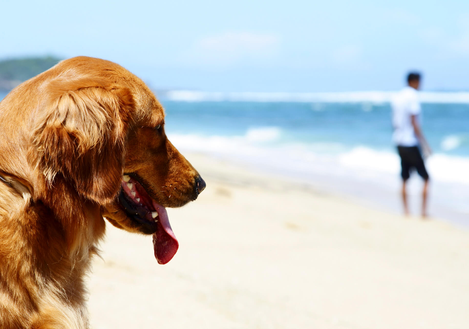 Dog Looking Left On Beach