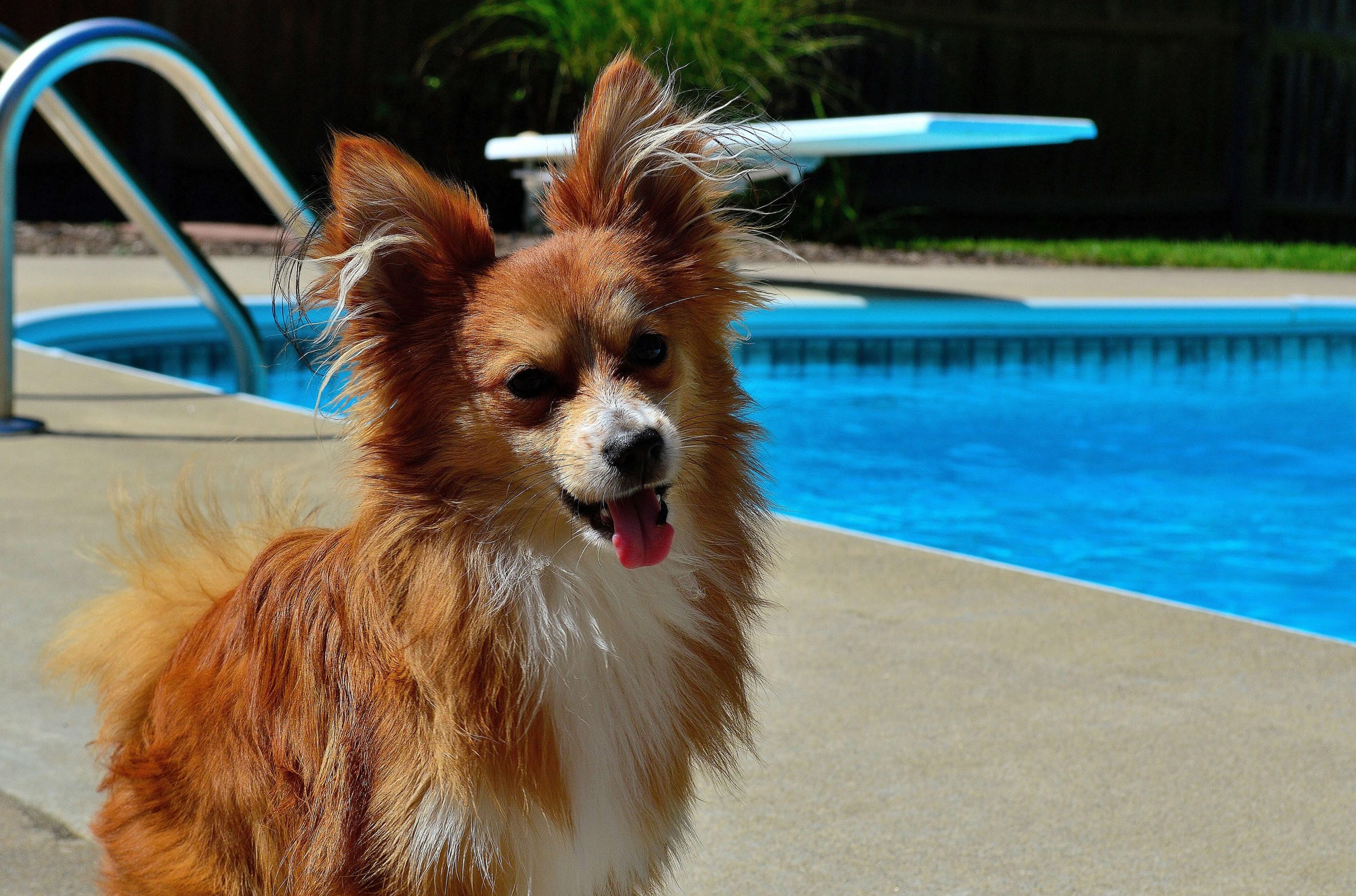 7 Easy Tips Reduce Your Dogs Water Usage