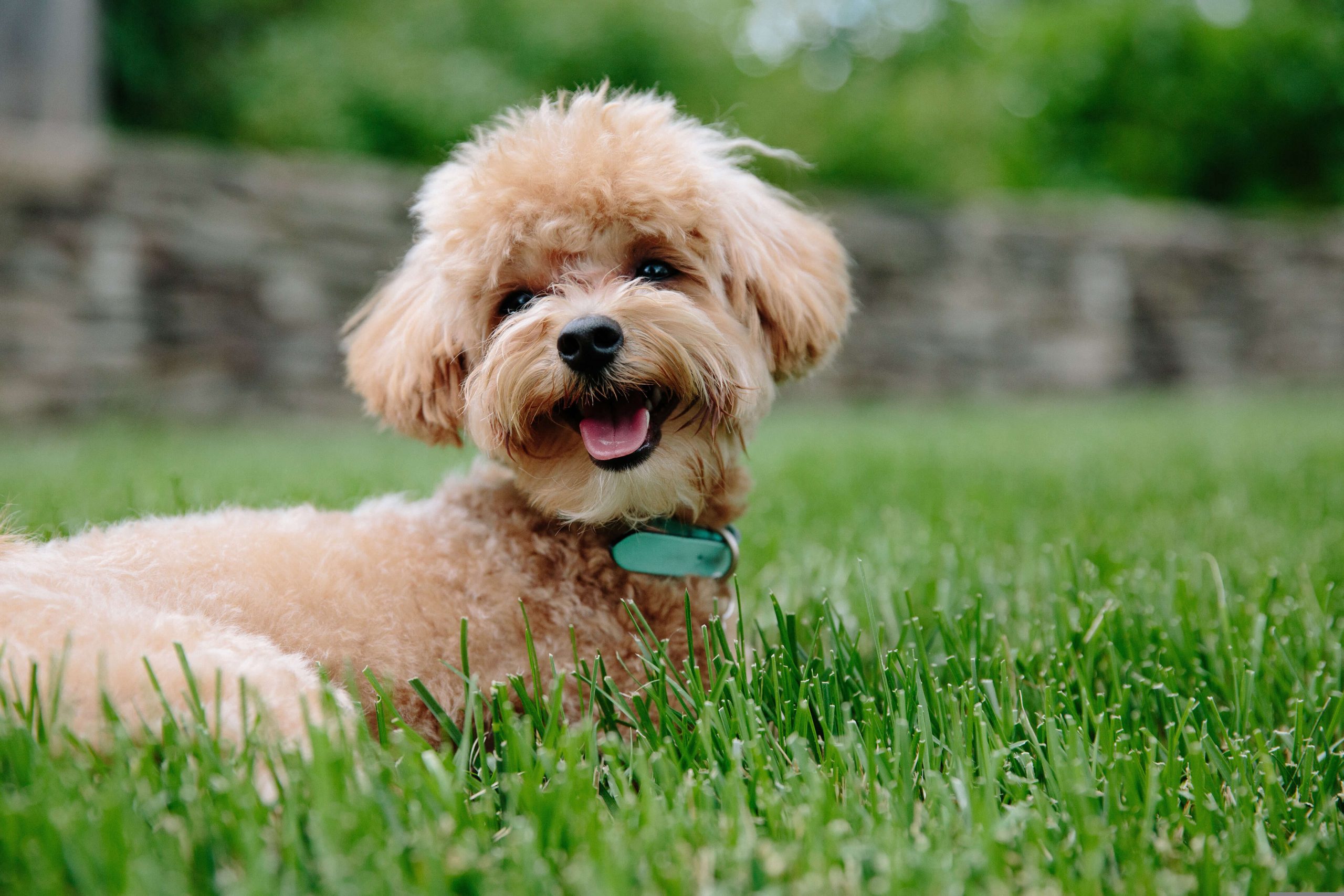 16 Easy Ways To Be A Eco Friendly Dog Owner