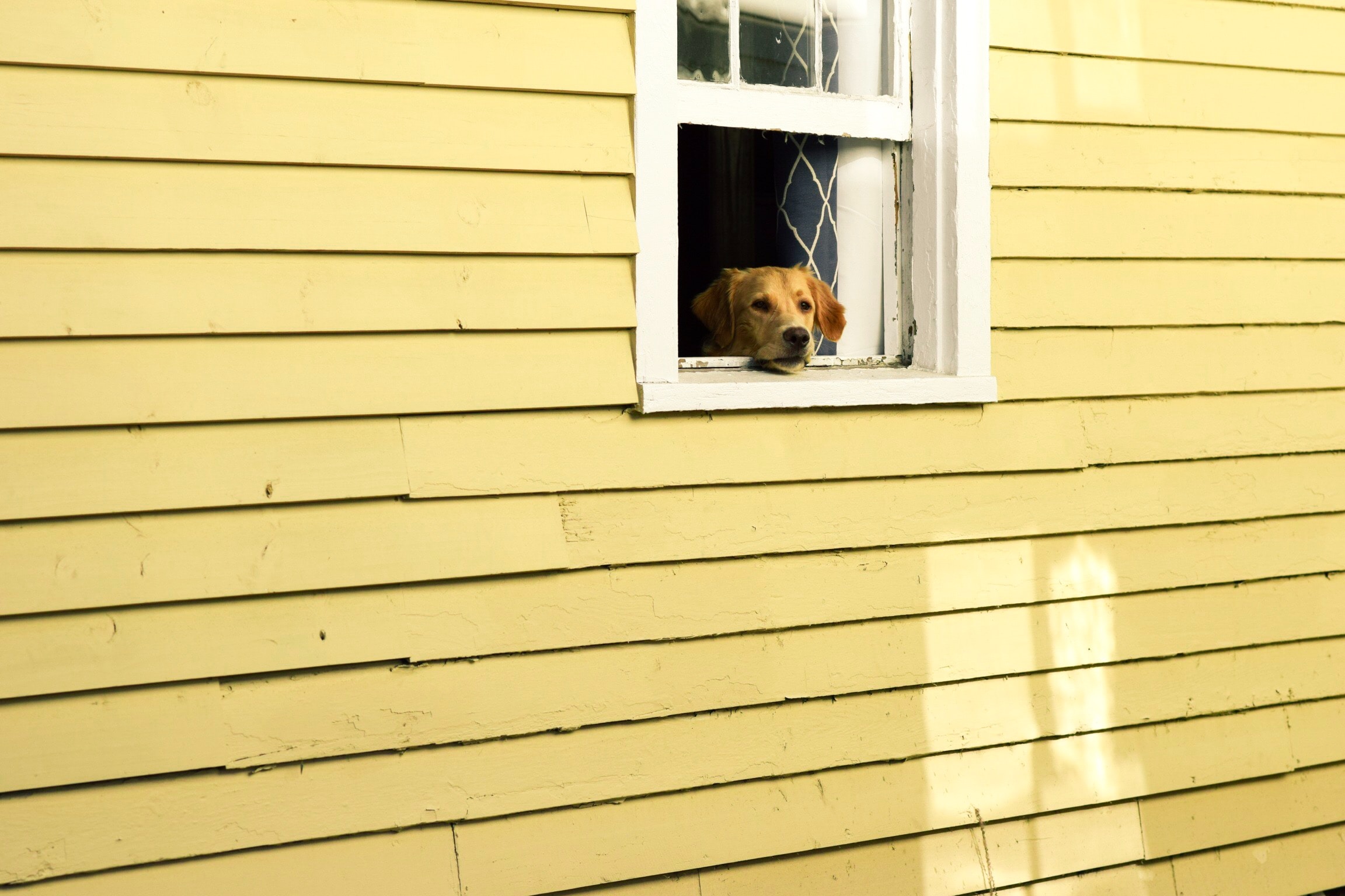 Dog looking out of window