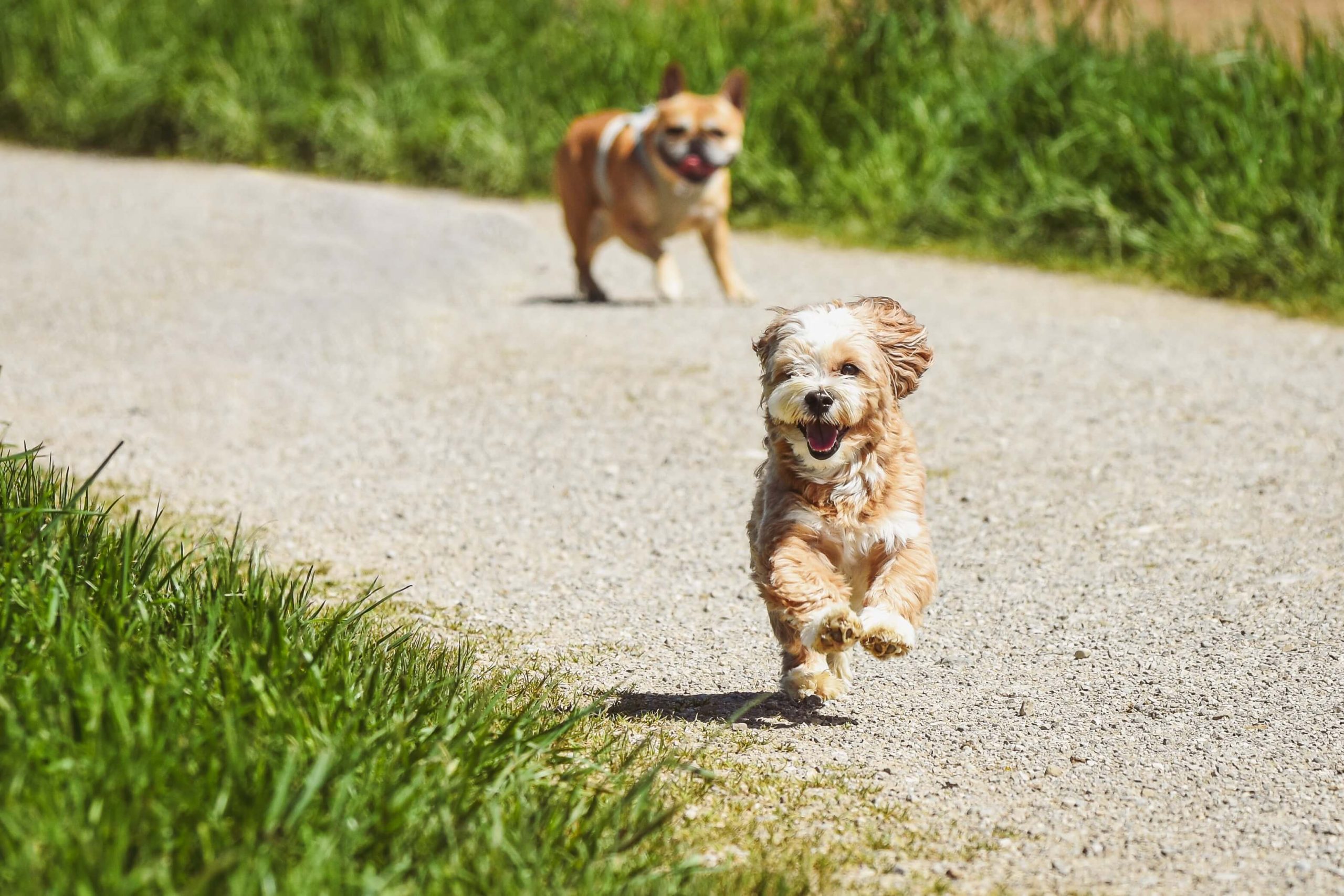 Dogs running down park walk way