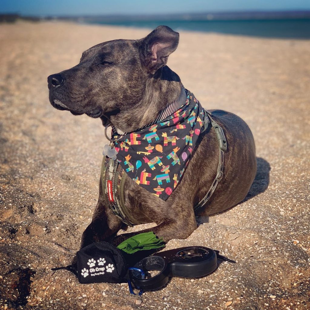 A dog named @chilliwoof wearing a bandana at the beach. 