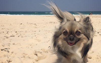 Dog Beach Checklist: Everything You Need for a Sun-sational Day Out!