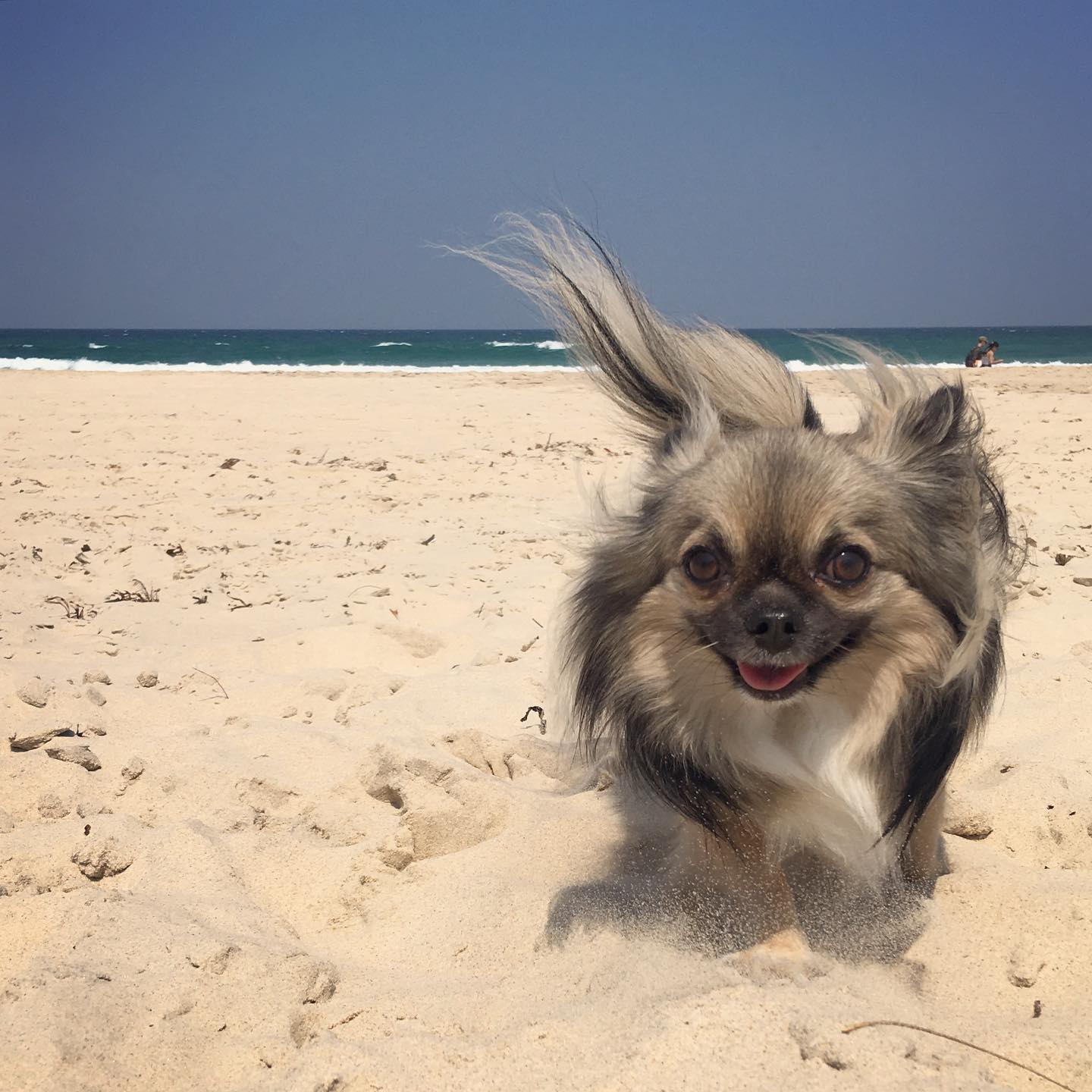 picture of the dog @loki_the_chihuahua_ at the beach