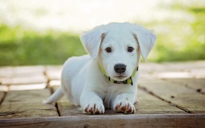 Your Ultimate Puppy Checklist: Preparing for a Pawsome Journey
