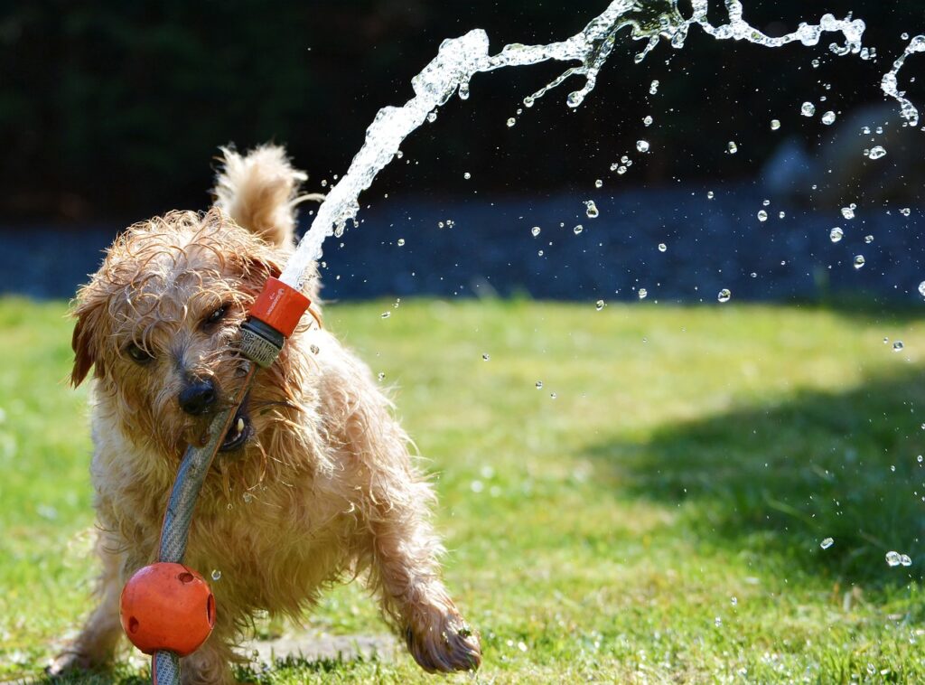 Dog playing with garden hose with water coming out of it