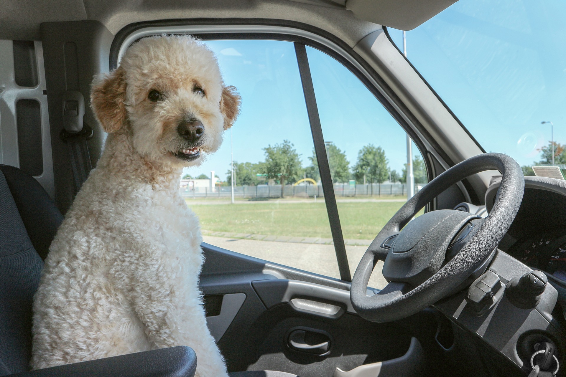 Picture of dog in the driving seat of a Winnebago van