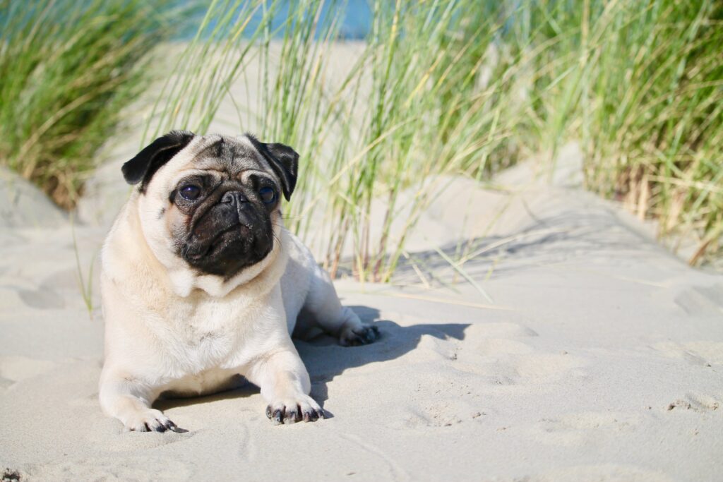 Picture of a pug on the beach