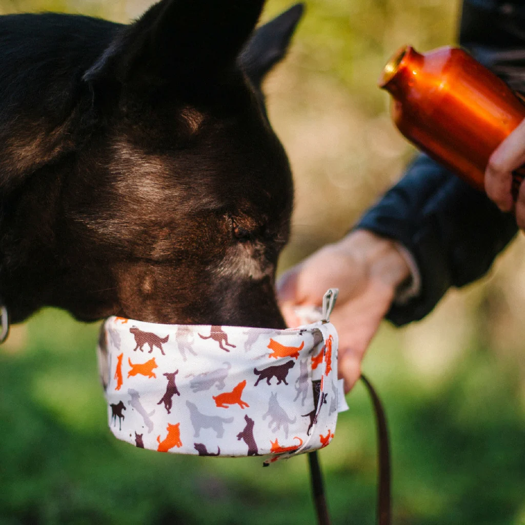 Picture of a dog drinking from a pet friendly travel bowl
