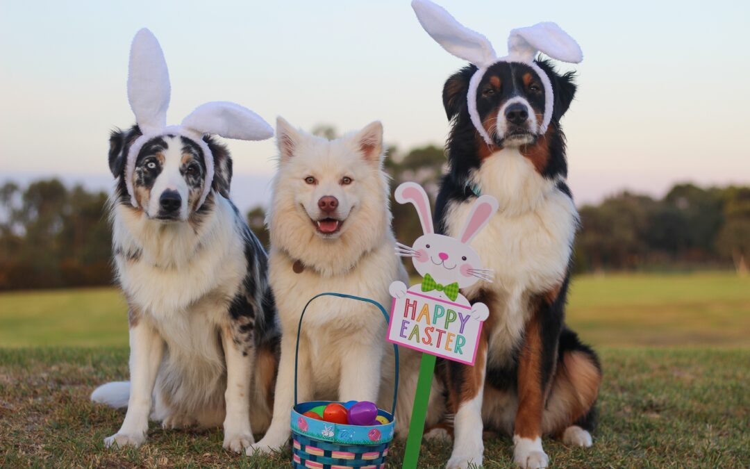 12 Easter Activities To Do With Your Dog