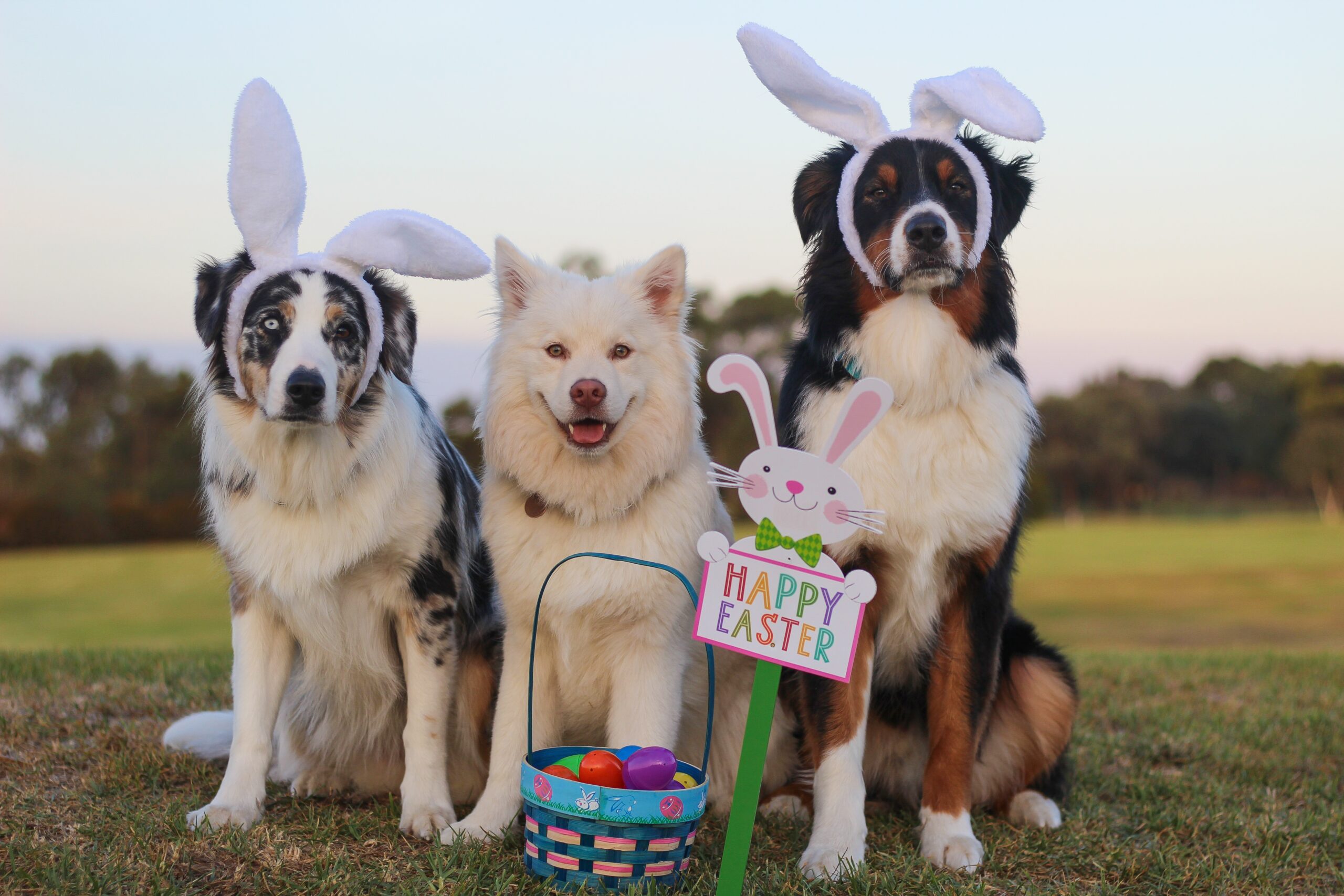 Picture of three Australian Shepard's in easter costumes