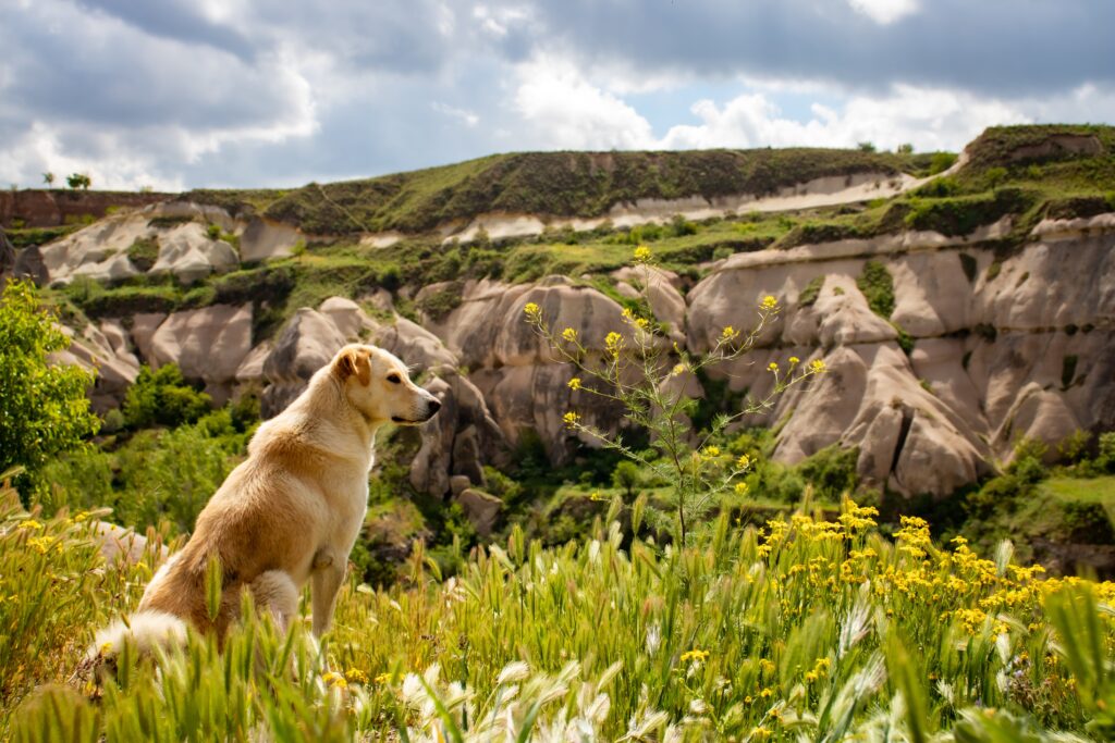 Dog at the top of a mountain looking out over valley with lot's of green trees and grass around on a sunny day