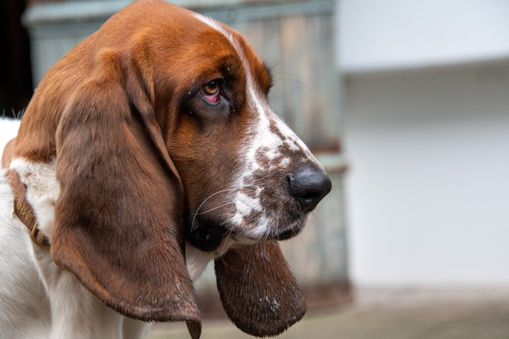 Picture of a Basset Hound