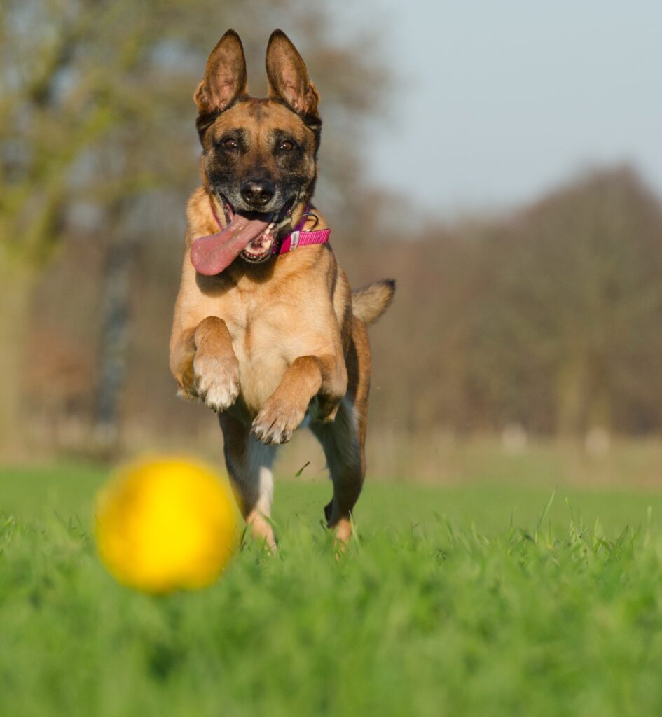 Picture of Belgian Malinois