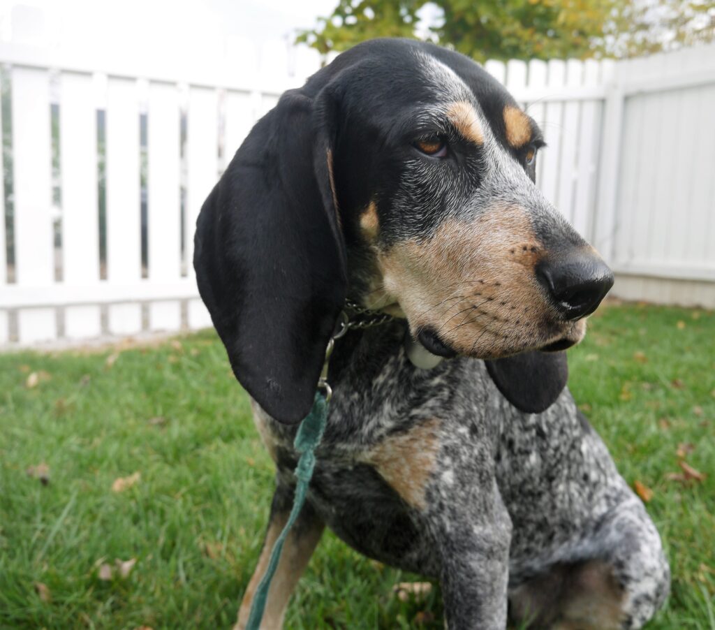Picture of Coonhound