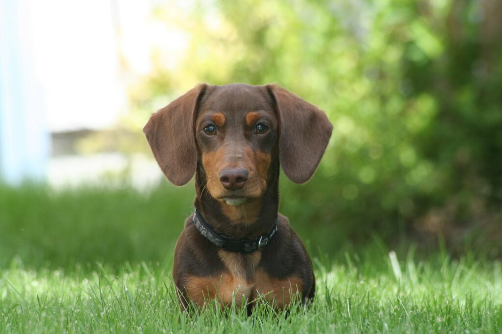 Picture of Dachshund