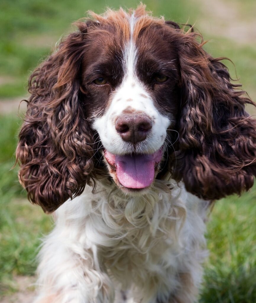 Picture of English Springer Spaniel
