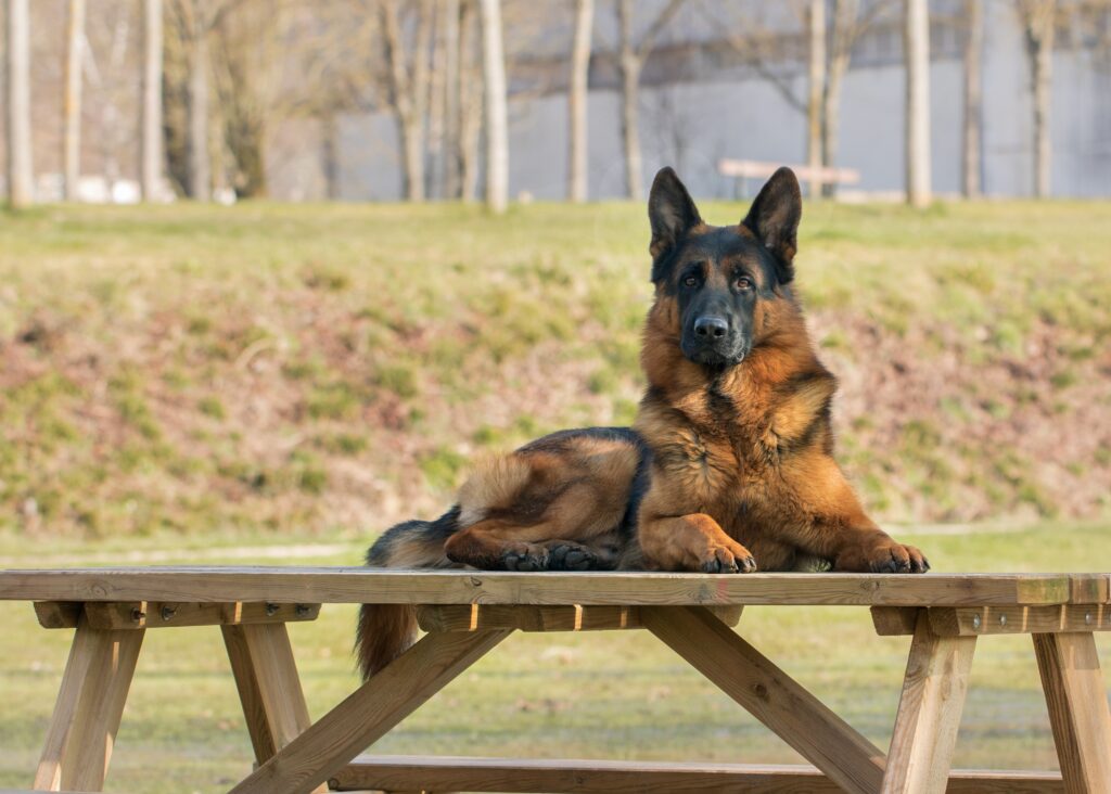 Picture of German Shepherd lying on outdoor picnic table 